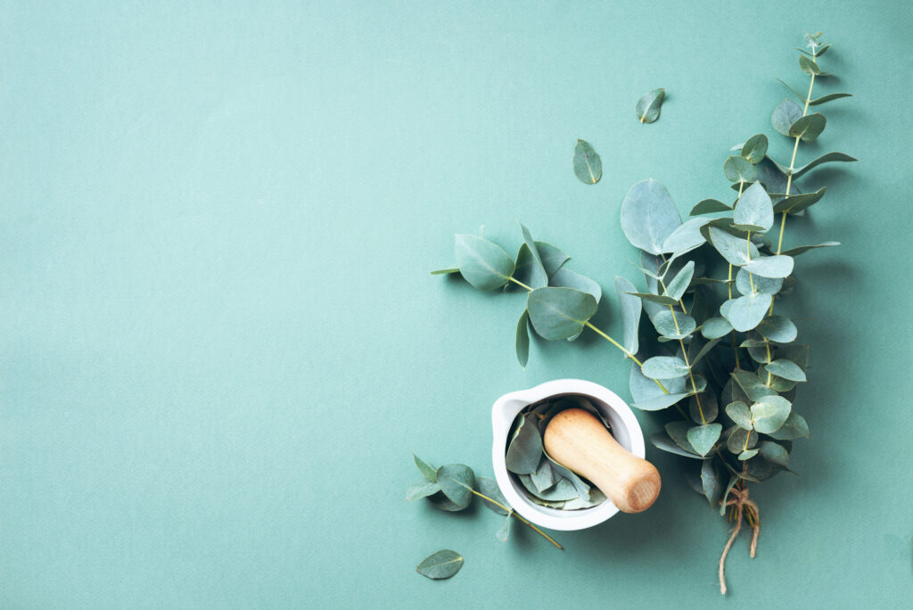 eucalyptus leaves and white mortar, pestle. ingredients for alternative medicine and natural cosmetics. beauty, spa concept